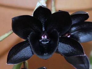 Орхидея не бывает синей