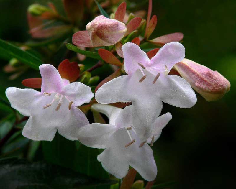 Abelia grandiflora / абелия крупноцветковая