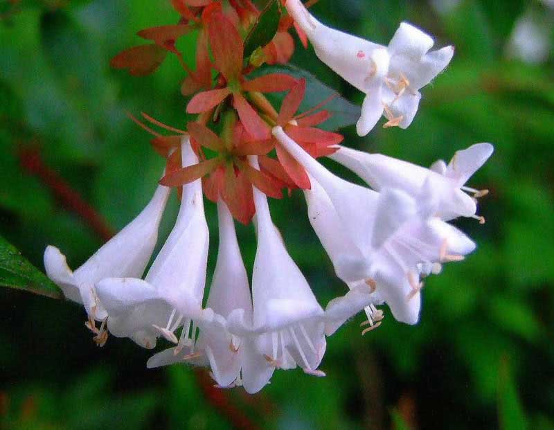 Abelia grandiflora / абелія великоквіткова