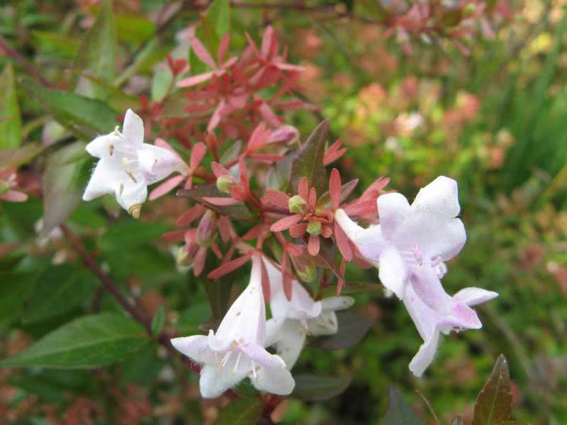 Abelia grandiflora / абелія великоквіткова