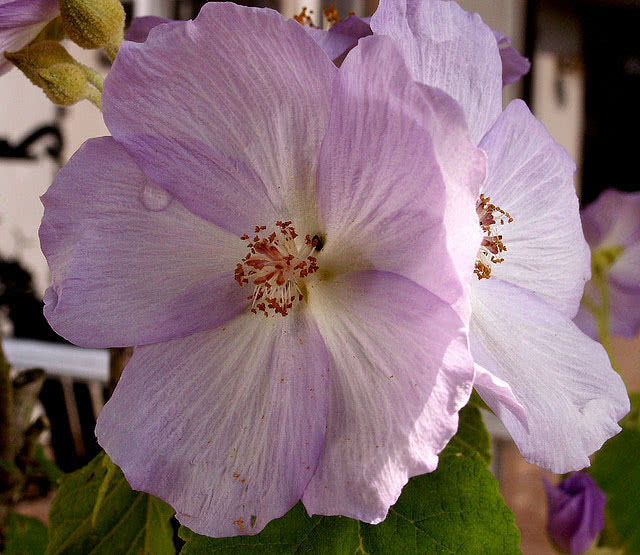 Abutilon vitifolium / абутилон виноградолистный