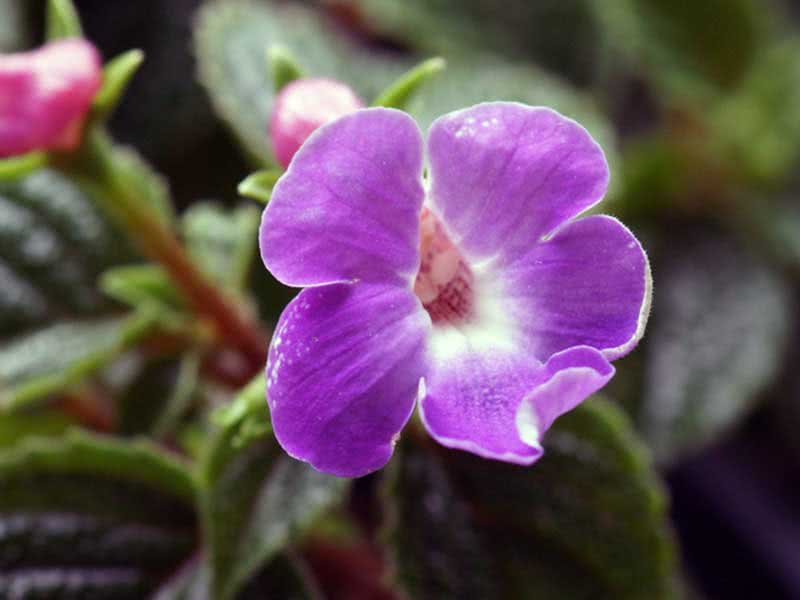 Achimenes grandiflora / ахименес крупноцветковый