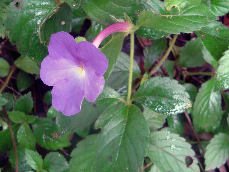 Achimenes longiflora / ахименес длинноцветковый