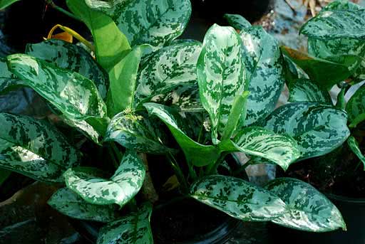 Aglaonema marantifolium / аглаонема продолговатолистная