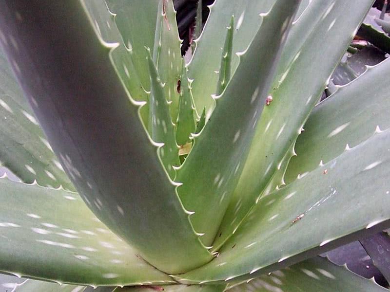 Aloe bellatula / алое красиве
