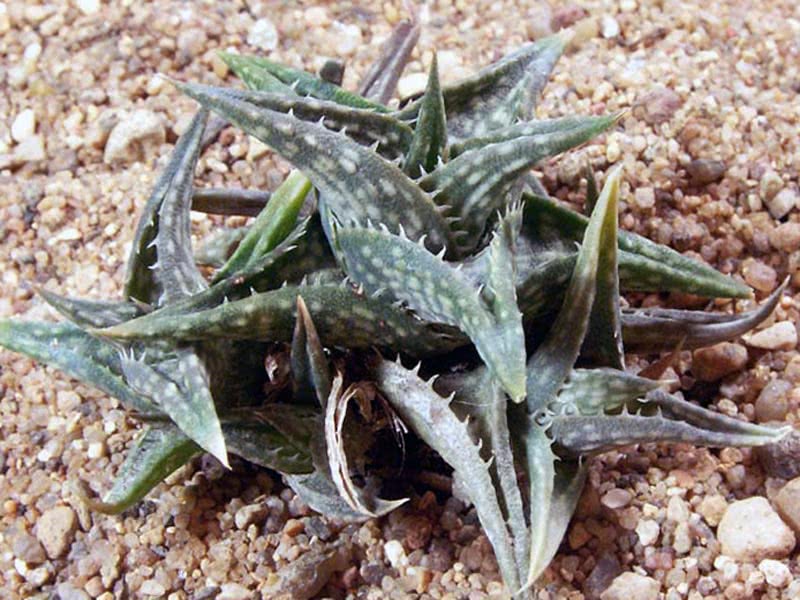 Aloe descoingsii / алоэ Дескоингса