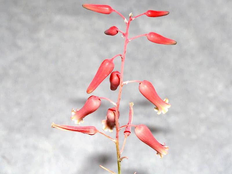 Aloe descoingsii / алоэ Дескоингса