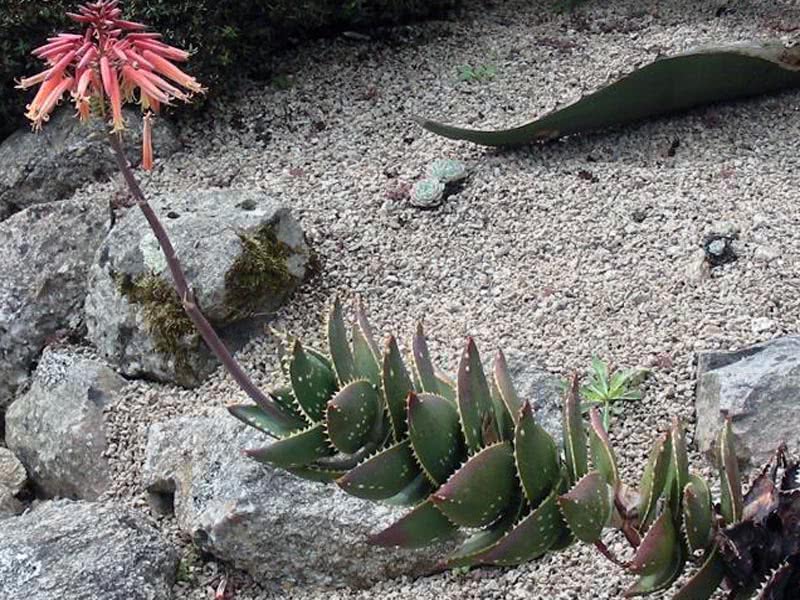 Aloe distans / алоэ отдаленное