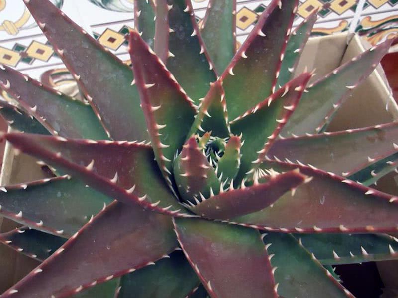 Aloe ferox / алое страшне