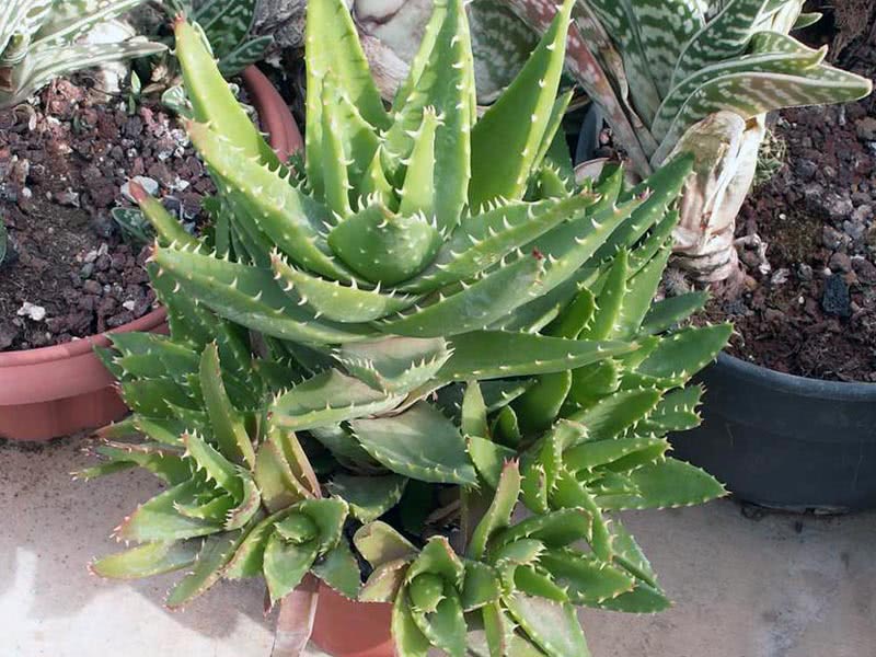 Aloe mitriformis / алоэ колпачковидное