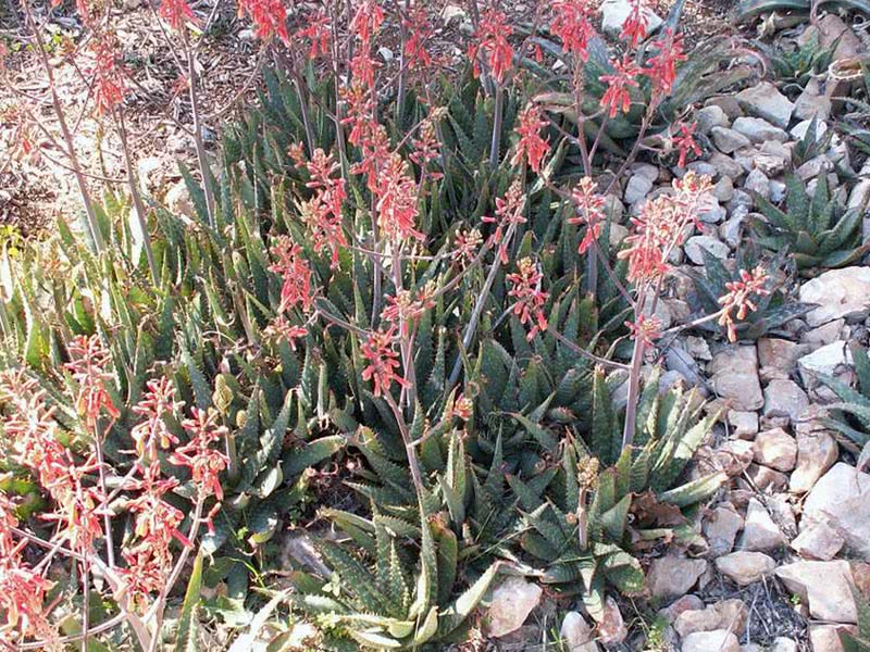 Aloe saponaria / алоэ мыльное (мылистое)