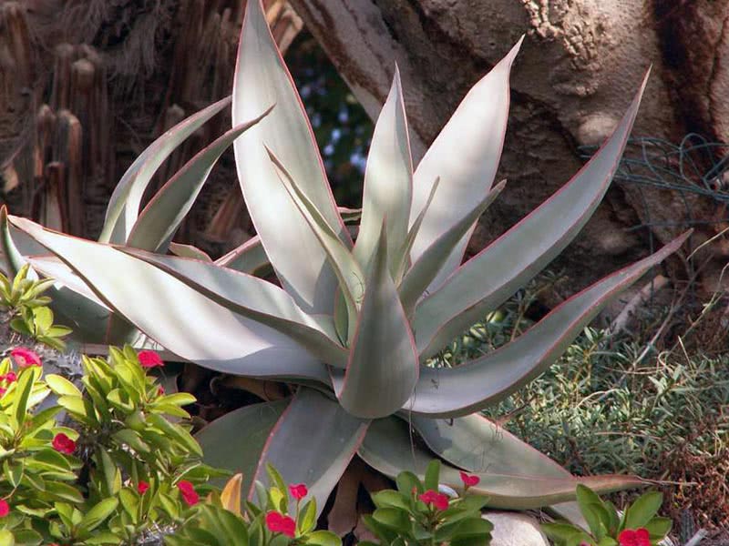 Aloe striata / алоэ полосатое (серое)