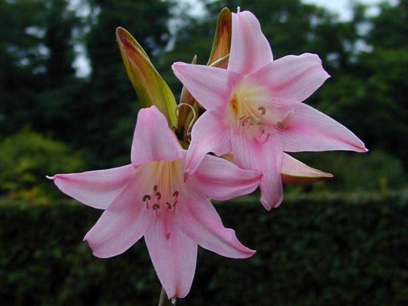 Amaryllis belladonna / амариліс беладонна (прекрасний)