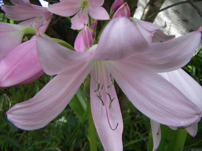 Amaryllis belladonna / амариллис белладонна (прекрасный)