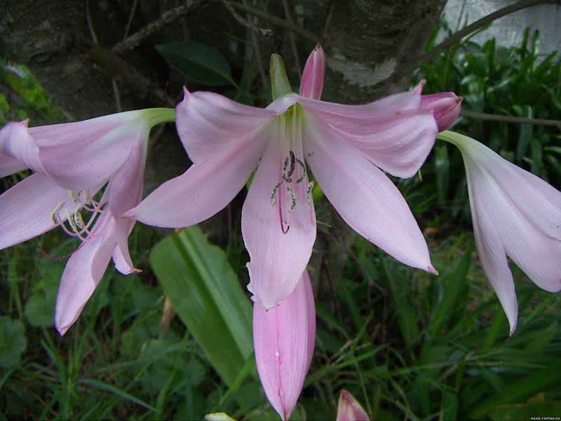 Amaryllis belladonna / амариліс беладонна (прекрасний)