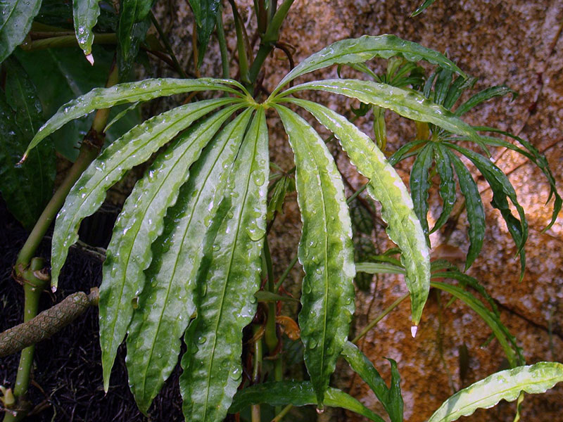 Anthurium polyschistum / антуриум многождырассеченный