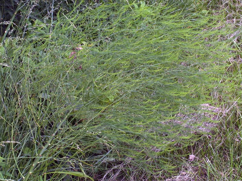 Asparagus officinalis / аспарагус обыкновенный