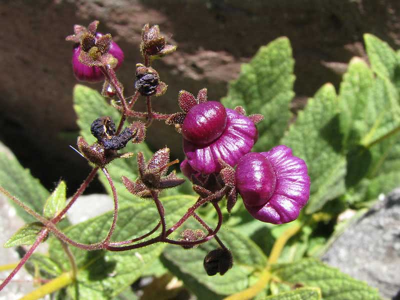 Calceolaria purpurea / кальцеолярія пурпурна