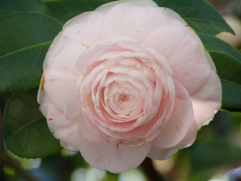 Camellia japonica / камелія японська