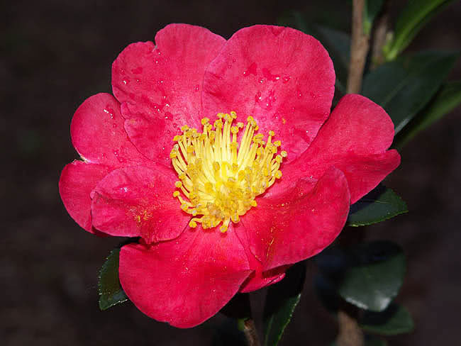 Camellia sasanqua (miyagii or tegmentosa) / камелия горная (Мияги или тегментоза)