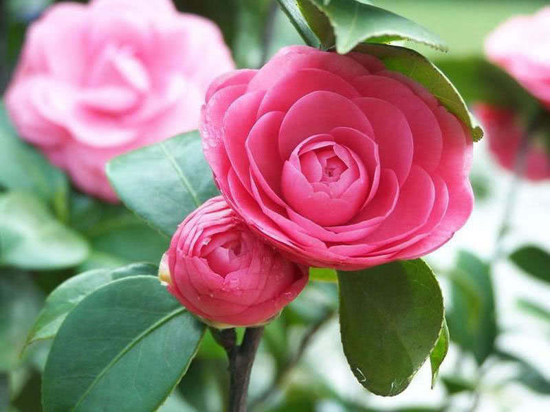 Camellia sinensis (bohea) / камелия китайская (бохея)