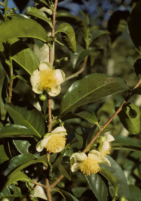 Camellia sinensis (bohea) / камелія китайська (бохея)