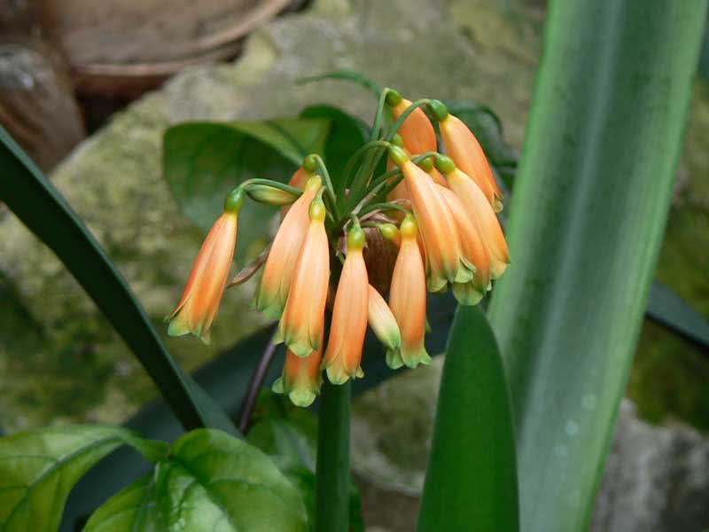 Clivia gardenii / клівія Гардена