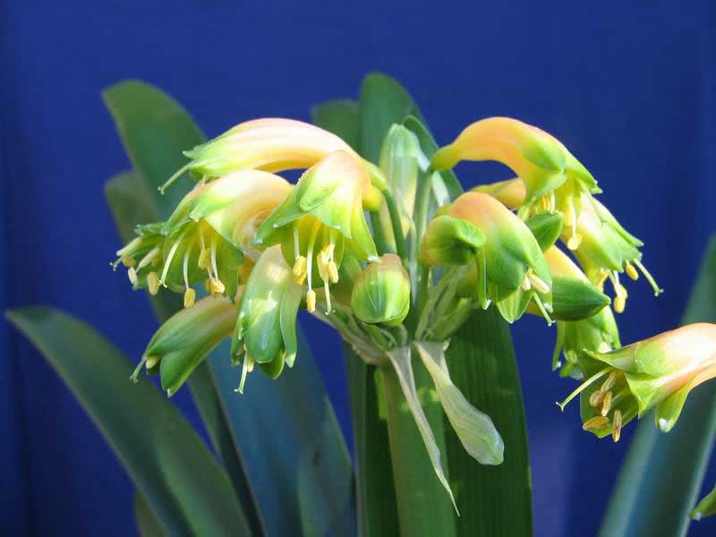 Clivia gardenii / клівія Гардена