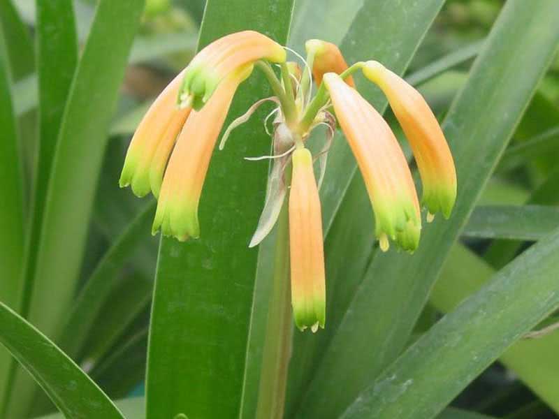 Clivia nobilis / клівія прекрасна