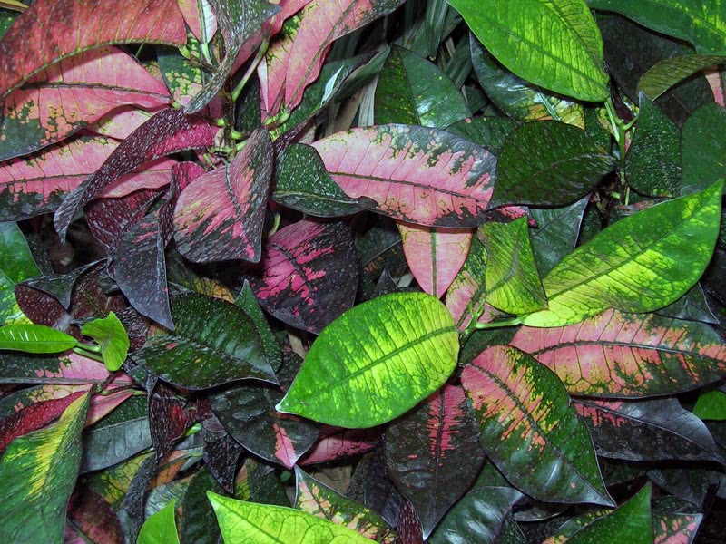 Codiaeum variegatum / Кротон строкатий, варієгатний (Кодіеум строкатий)