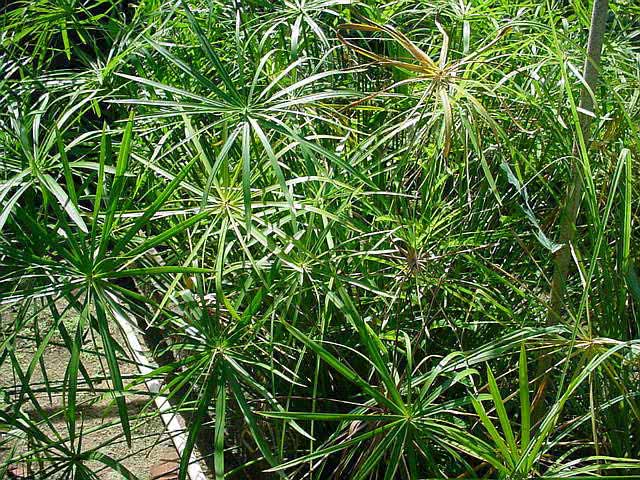 Cyperus alternifolius / циперус зонтичный