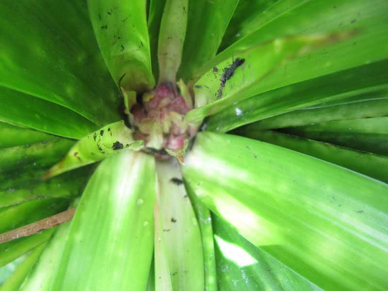 Dracaena umbraculifera / драцена ширмоносная