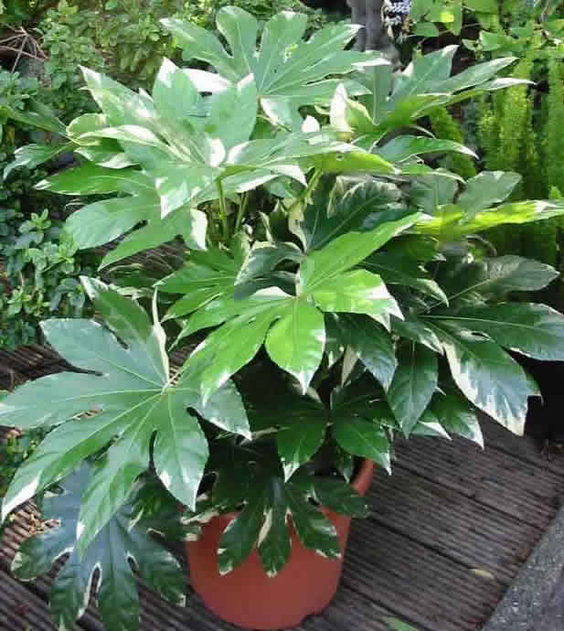 Fatsia japonica (Aralia japonica) / фатсия японская (Аралия японская)
