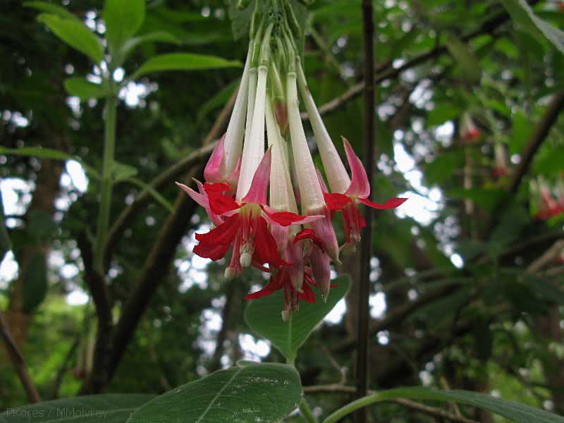 Fuchsia boliviana / фуксия боливийская
