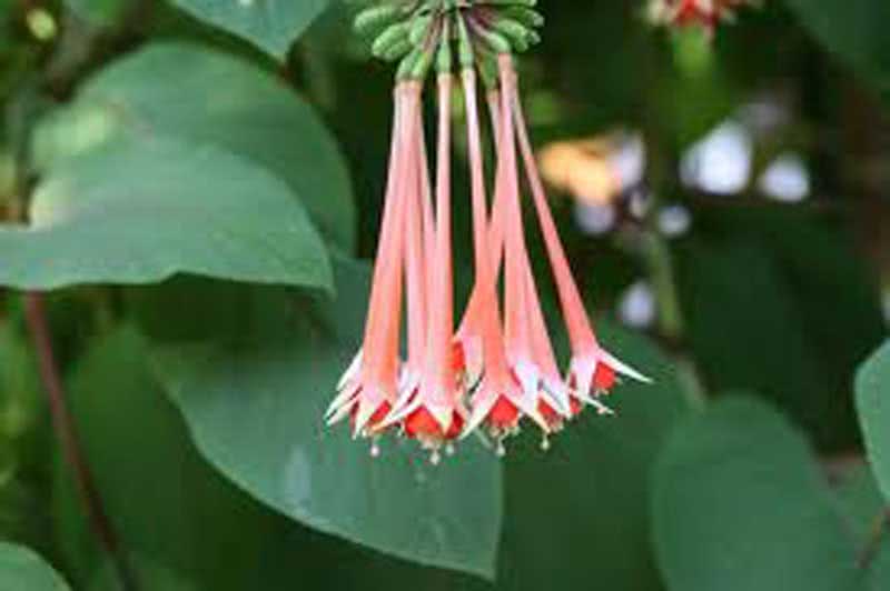 Fuchsia fulgens / фуксия блестящая