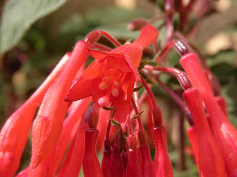 Fuchsia fulgens / фуксия блестящая