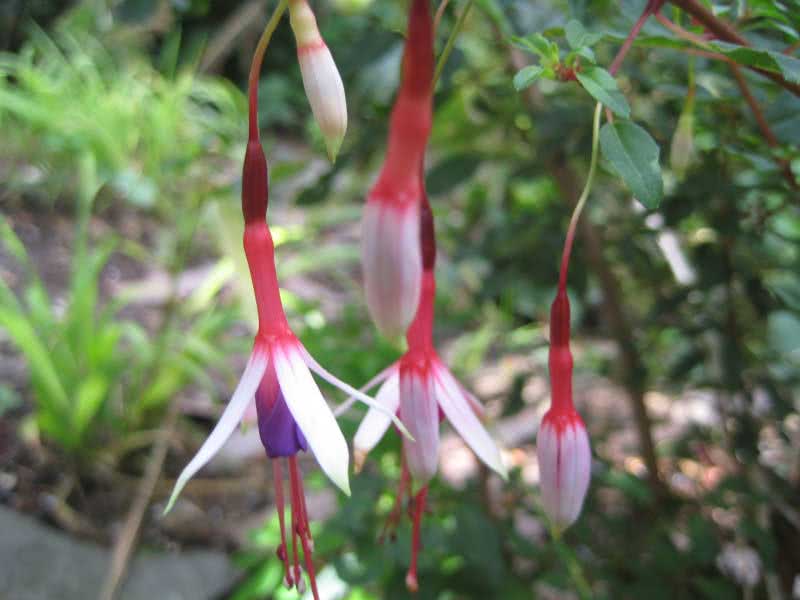 Fuchsia magellanica (discolor or conica) / фуксия магелланская (разноцветная или коническая)