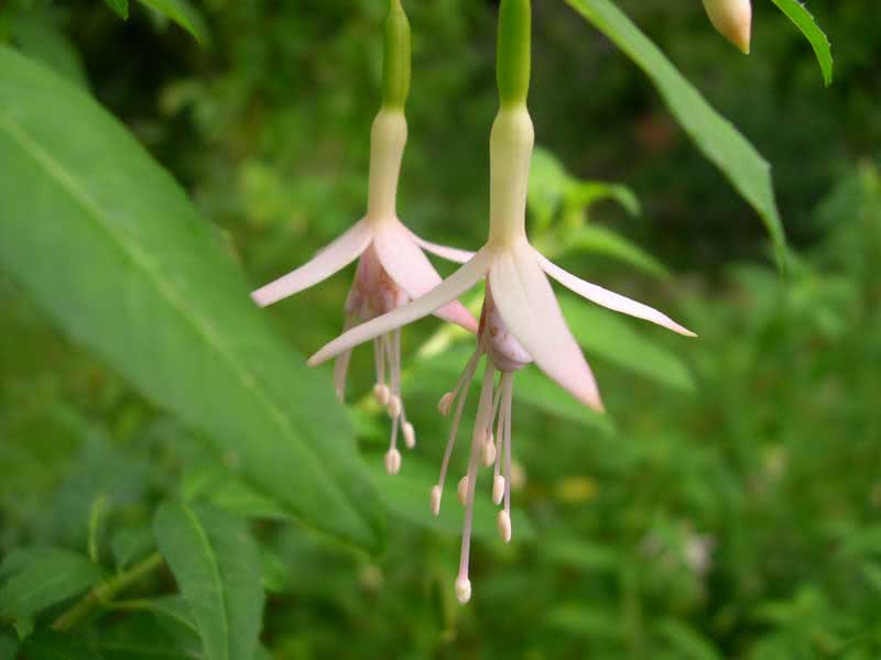 Fuchsia magellanica (discolor or conica) / фуксия магелланская (разноцветная или коническая)
