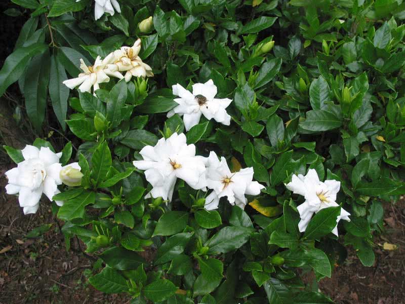 Gardenia jasminoides / гарденія жасминоподібна (Августа)