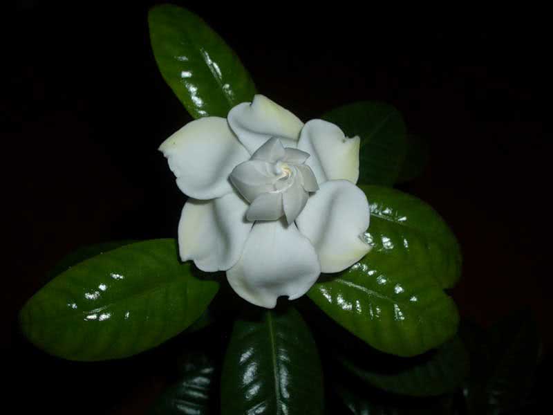 Gardenia jasminoides / гардения жасминовидная (Августа)