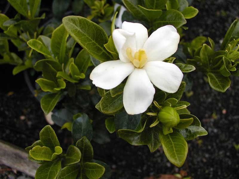 Gardenia jasminoides / гардения жасминовидная (Августа)