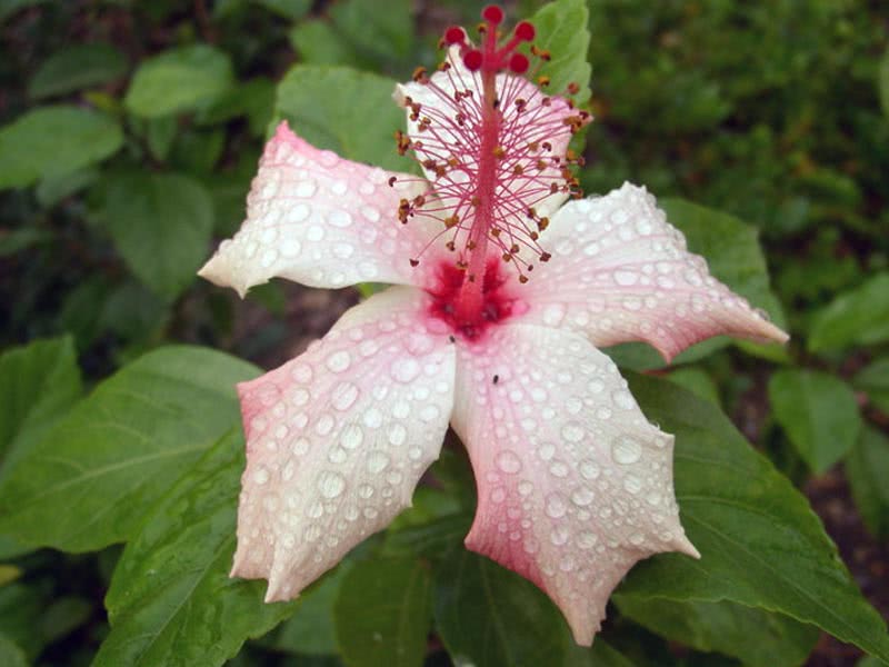 Hibiscus rosa-sinensis / гібіскус китайський (Китайська Троянда)