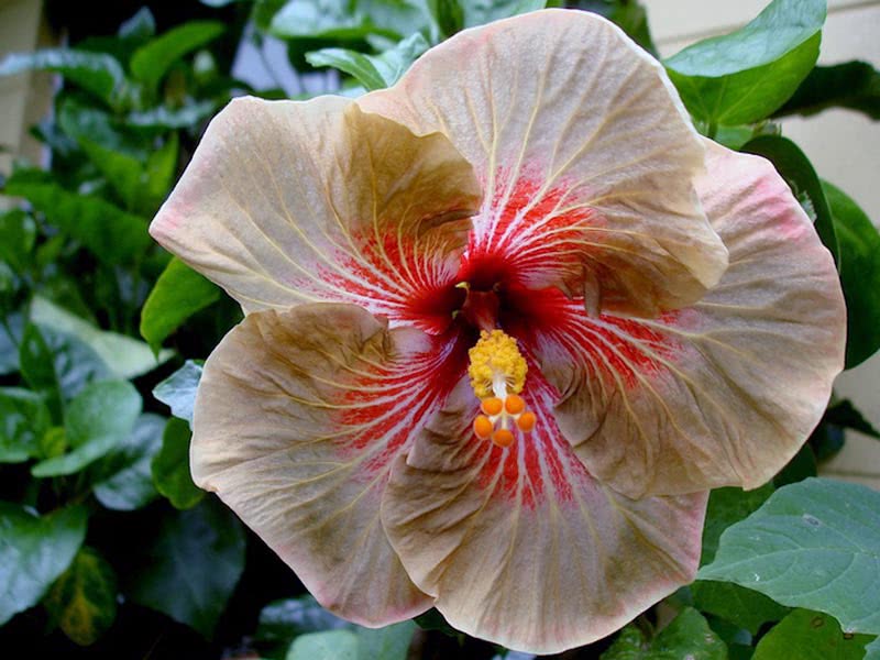 Hibiscus scizopetalus / гібіскус розсіченопелюстковий