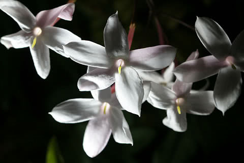 Jasminum polyanthum / жасмин многоцветковый