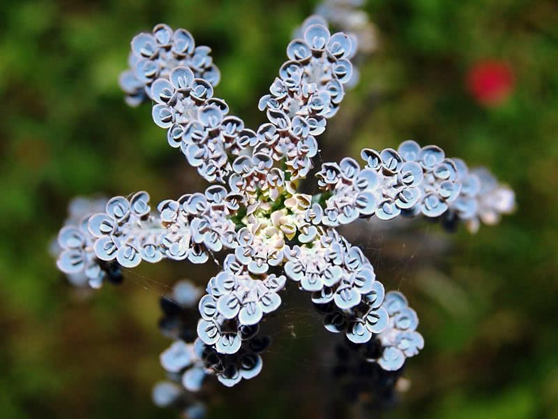 Kalanchoe tubiflora / каланхоэ трубчатоцветковое