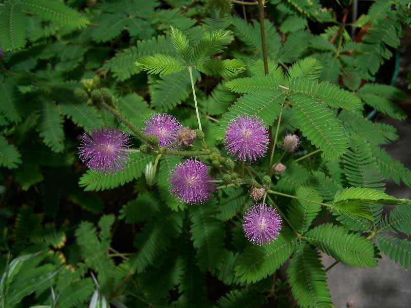 Mimosa pudica / мімоза сором'язлива