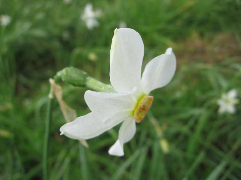 Narcissus angustifolius / нарцис вузьколистий