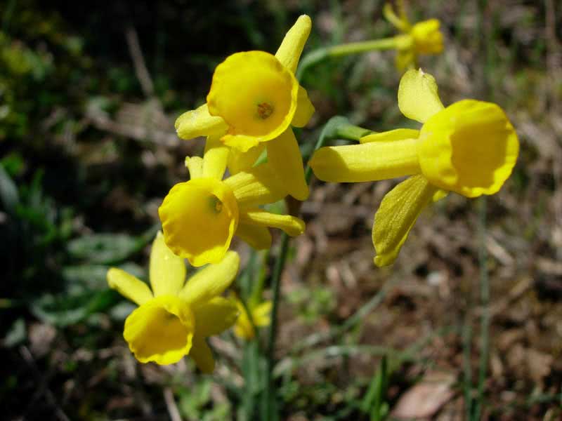 Narcissus assoanus / нарцис ассоанський (ситніколистий)