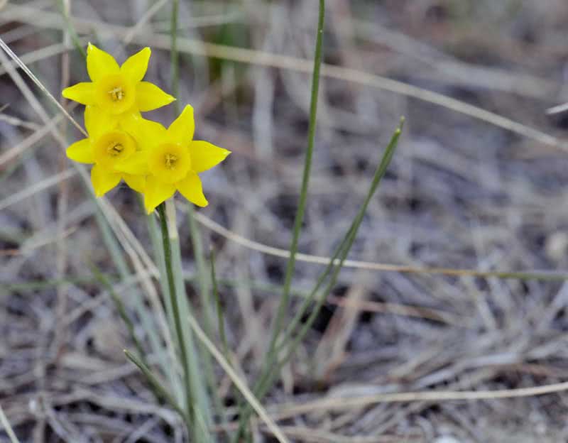 Narcissus assoanus / нарцис ассоанський (ситніколистий)