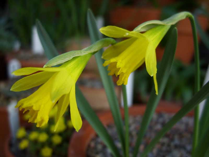 Narcissus asturiensis / нарцис астурійський (маленький)